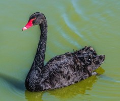 swan-204841_960_720