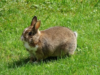 rabbit-995045_960_720.jpg