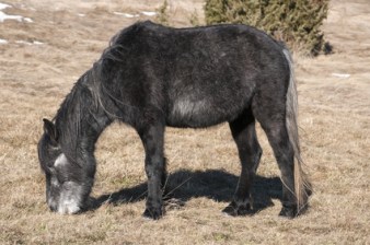 Highland hinnies grazing on winter mountain meadow