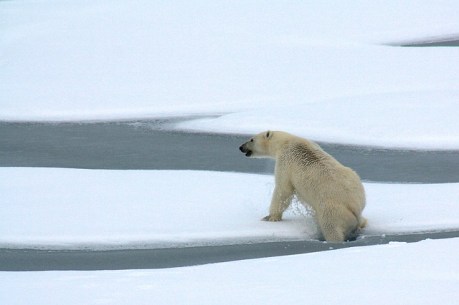 polar-bear-1574995_640