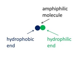 amphiphilic-cropped