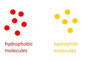 hydrophilic-and-phobic-cropped