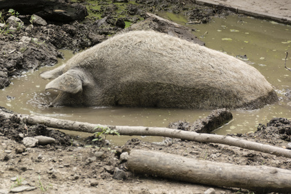 Domestic pig lounging in the mud.