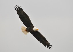bald-eagle-1018717_640