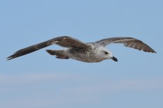 seagull-2354382_640