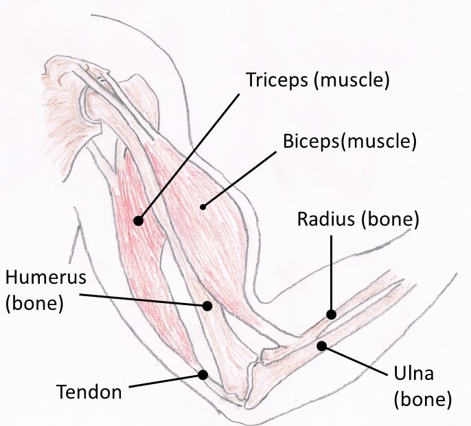 ArmMuscles labelled